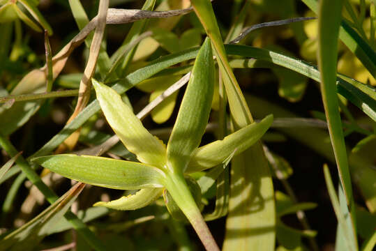 Image of Pauridia serrata subsp. serrata