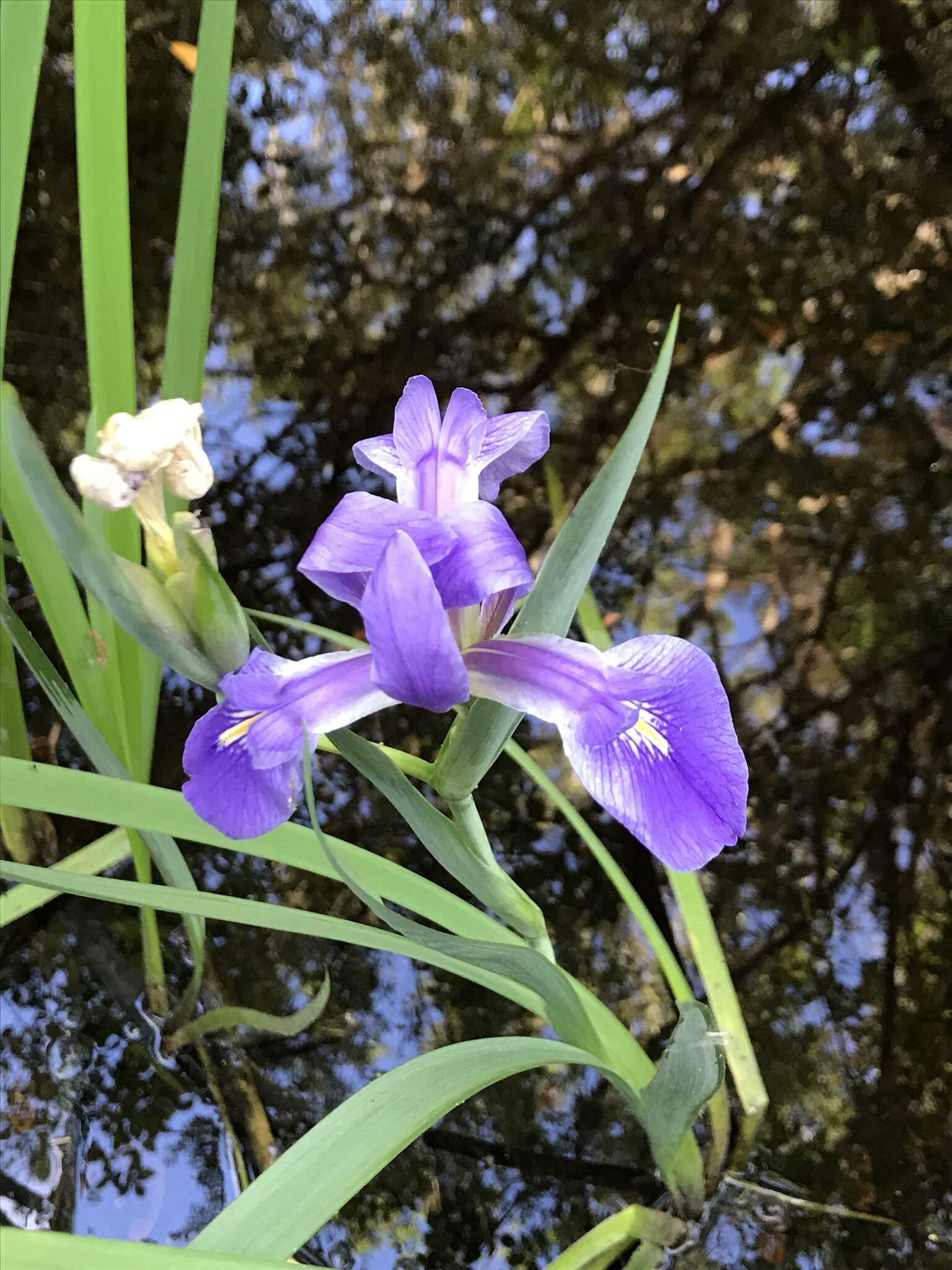 Image of Prairie Iris