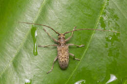 Image of Acalolepta rusticatrix (Fabricius 1801)