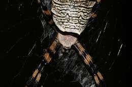 Image of Argiope levii Bjørn 1997