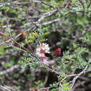 Image of Mimosa similis Britton & Rose