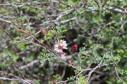 Plancia ëd Mimosa similis Britton & Rose