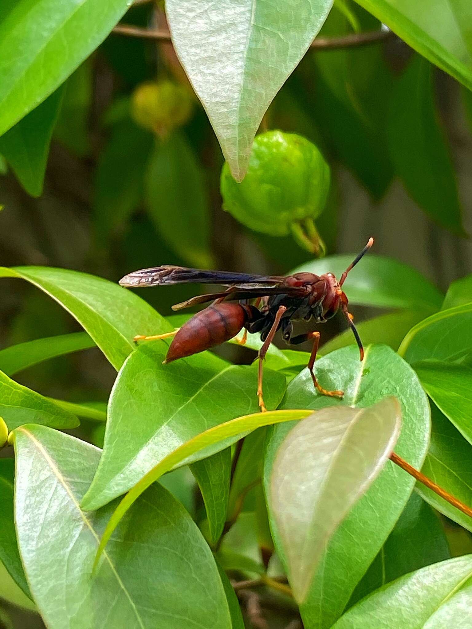 Image of Polistes lanio (Fabricius 1775)