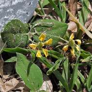 Image of Aspicarpa pulchella (Griseb.) O'Donell & Lourteig