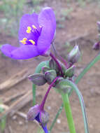 Слика од Tradescantia ohiensis Raf.