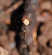 Image of Marasmius crinis-equi F. Muell. ex Kalchbr. 1880