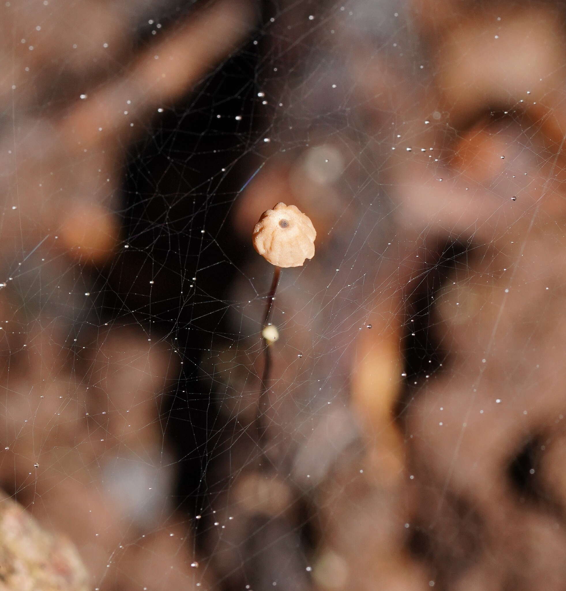 Image of Marasmius crinis-equi F. Muell. ex Kalchbr. 1880