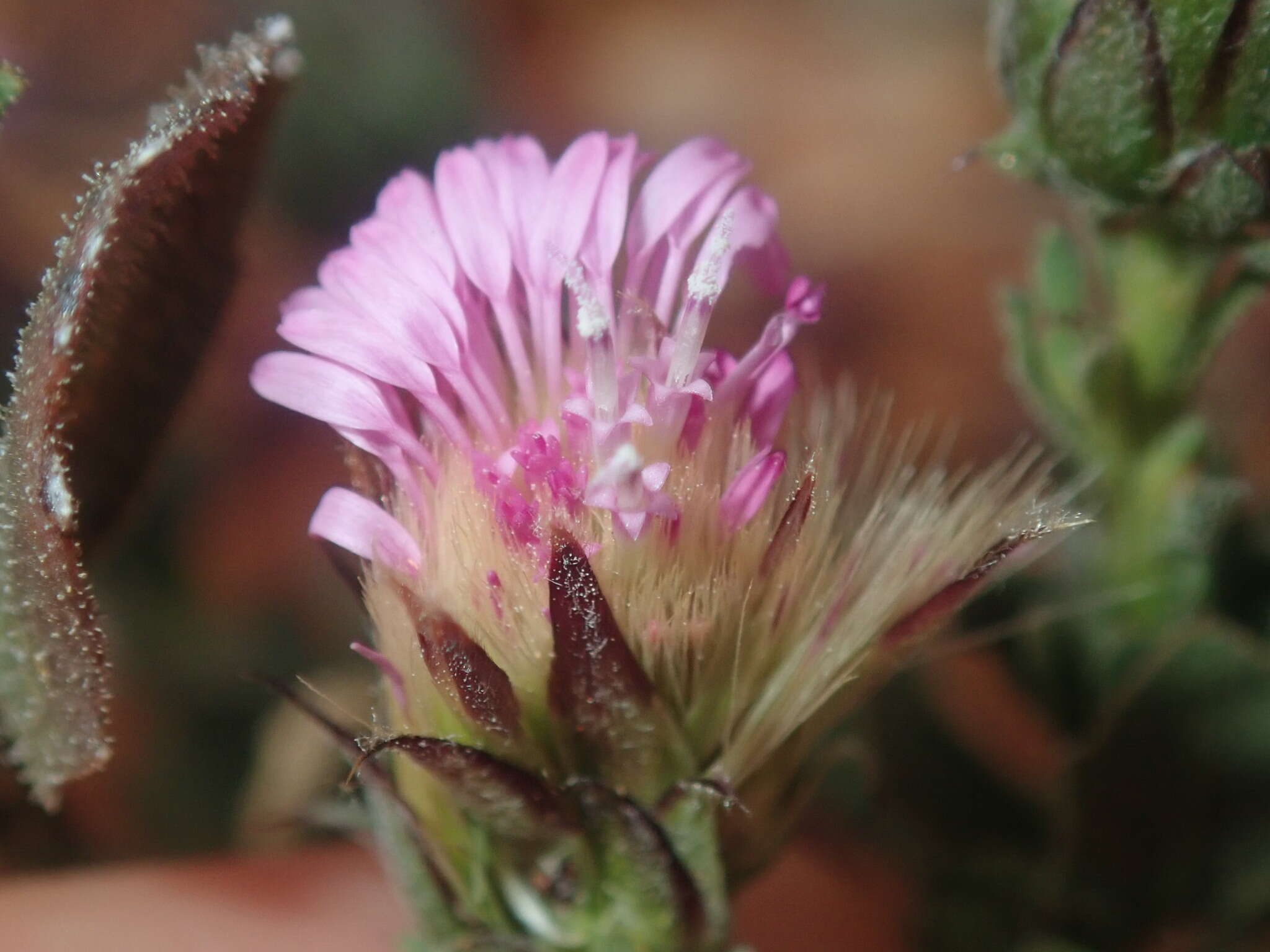 Image of Streptoglossa liatroides (Turcz.) Dunlop