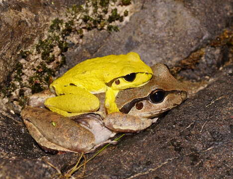 Image of Lesueur's frog