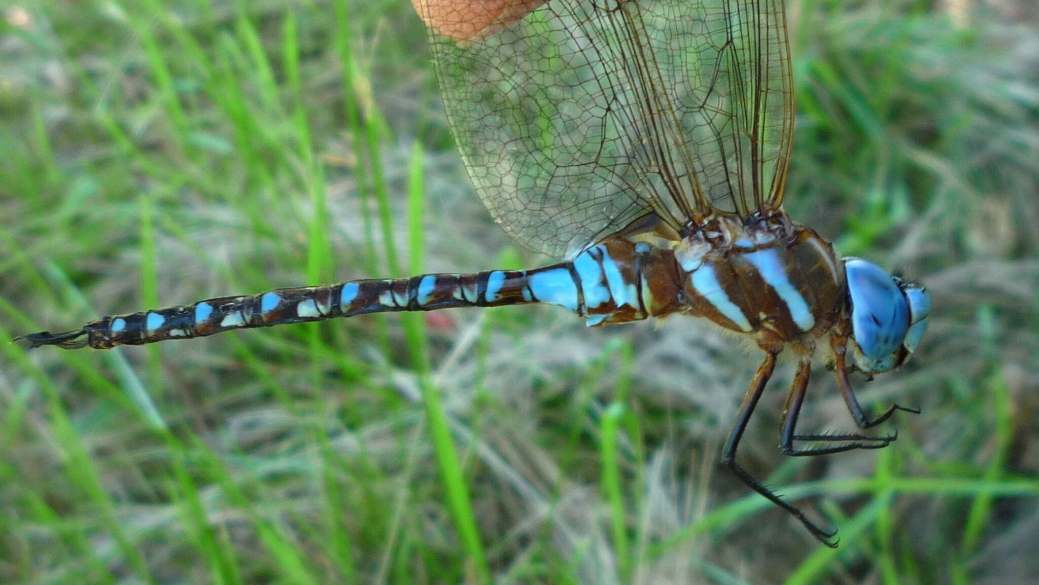 Image of Blue-eyed Darner