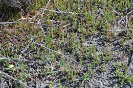 Image of Salicornia perennans Willd.