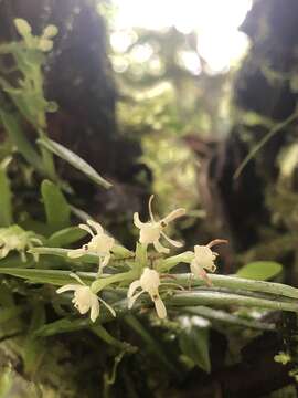 Imagem de Epidendrum nanosimplex Hágsater & Dodson