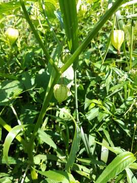 Image of cutleaf groundcherry