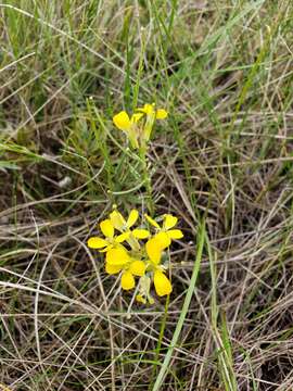 Image of western wallflower