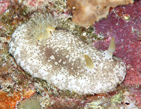 Image of Platydoris scabra (Cuvier 1804)