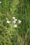 Sivun Achillea alpina subsp. camtschatica (Heimerl) Kitam. kuva