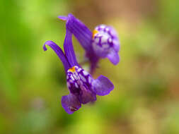 Image of Linaria amethystea (Vent.) Hoffmgg. & Link