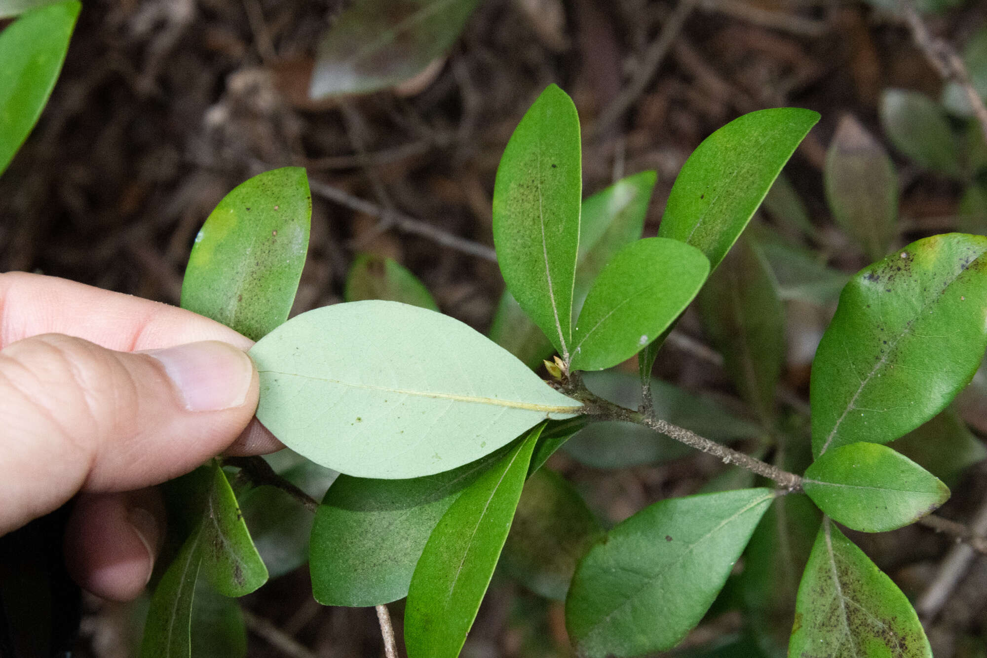 Imagem de Litsea rotundifolia var. oblongifolia (Nees) C. K. Allen