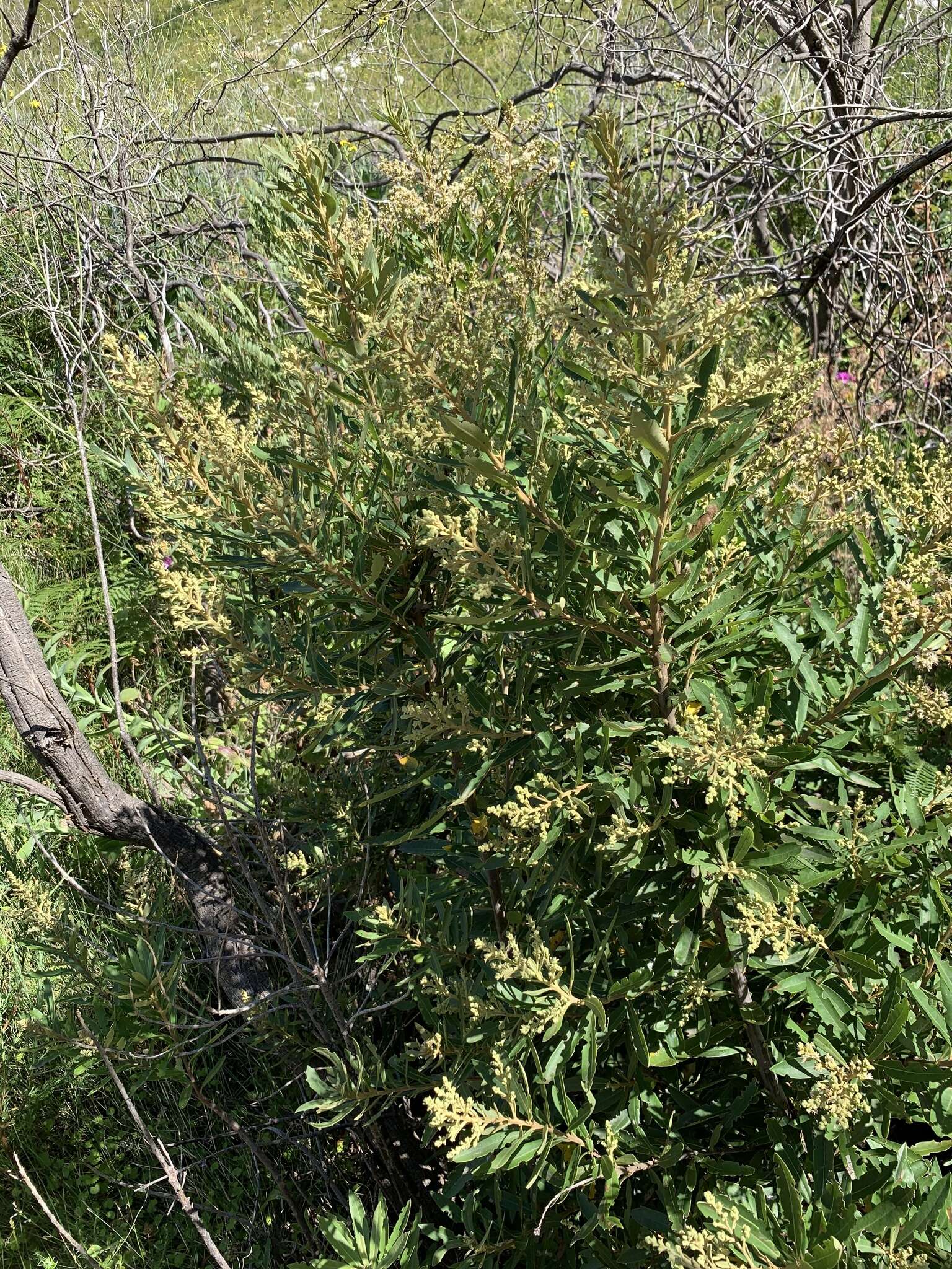 Image of Brachylaena neriifolia (L.) R. Br.