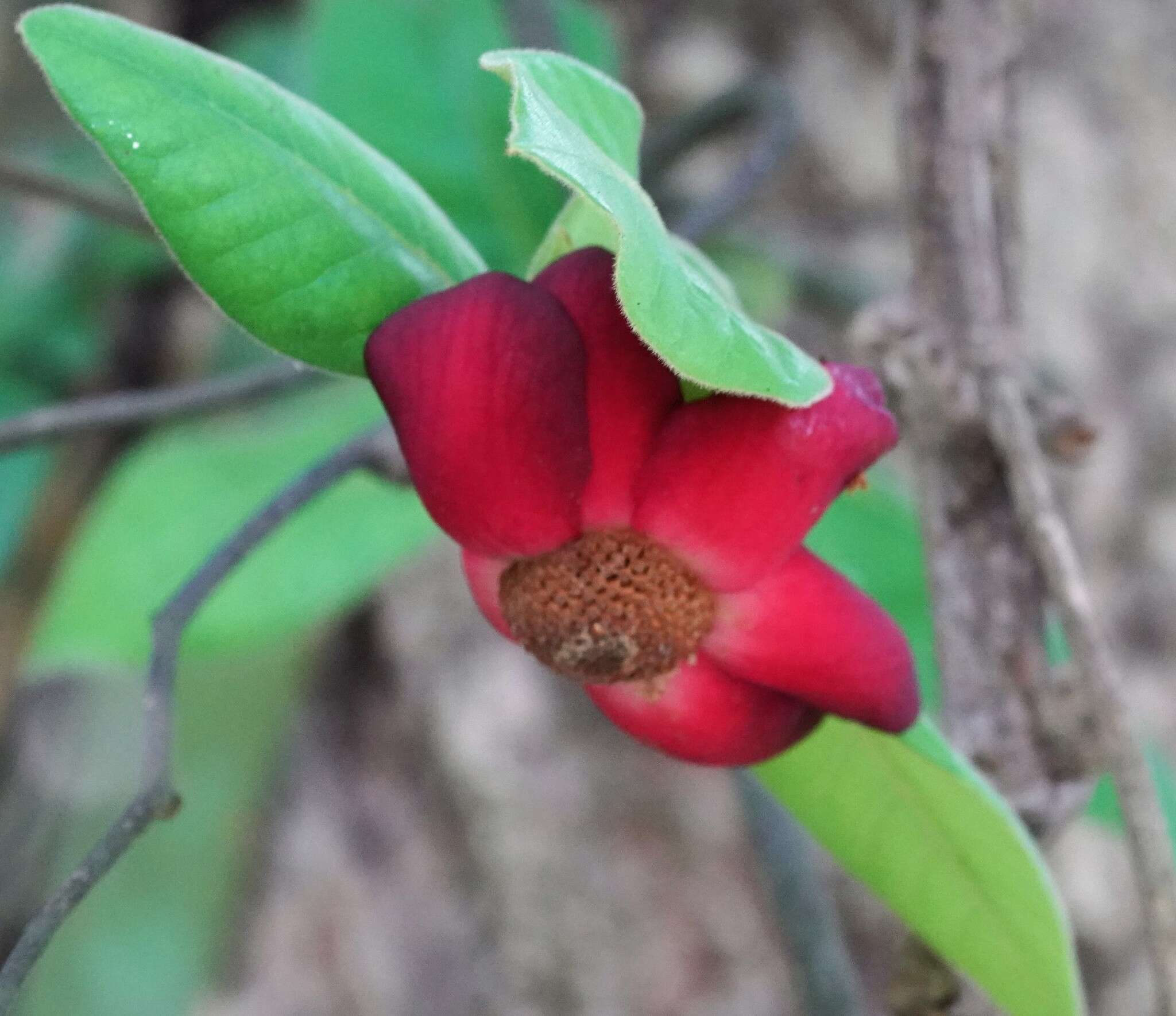 Image of Uvaria grandiflora Roxb. ex Hornem.