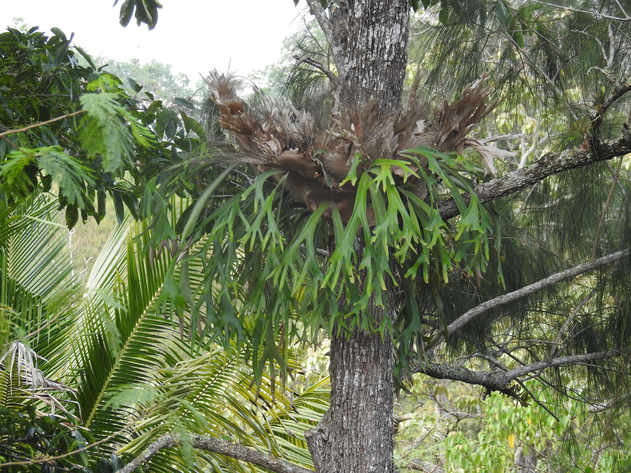 Слика од Platycerium bifurcatum subsp. willinckii (T. Moore) Hennipman & M. C. Roos