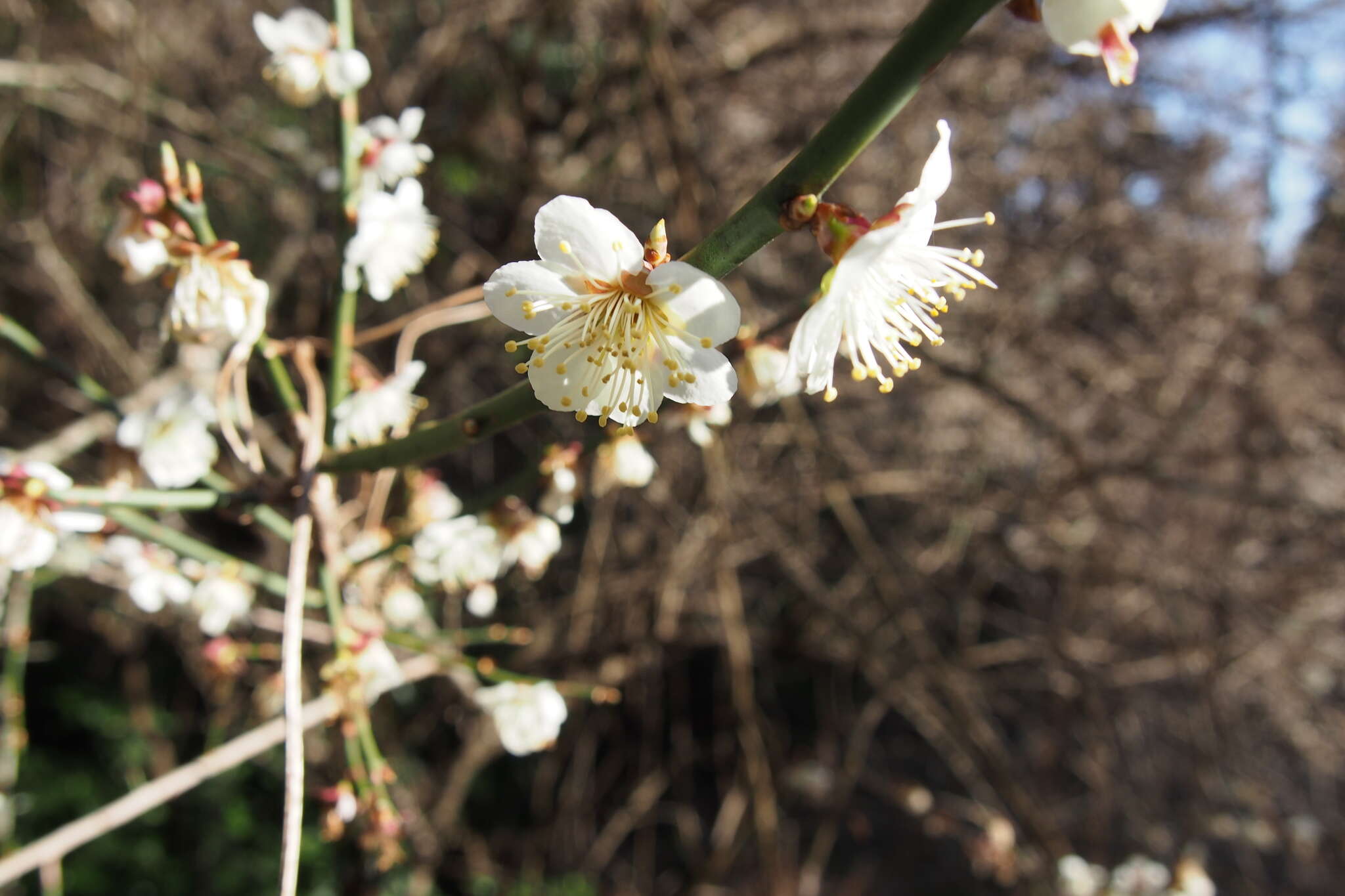 Image of Chinese plum