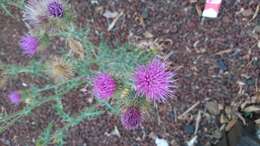 Image of Cirsium rhaphilepis (Hemsl.) Petr.