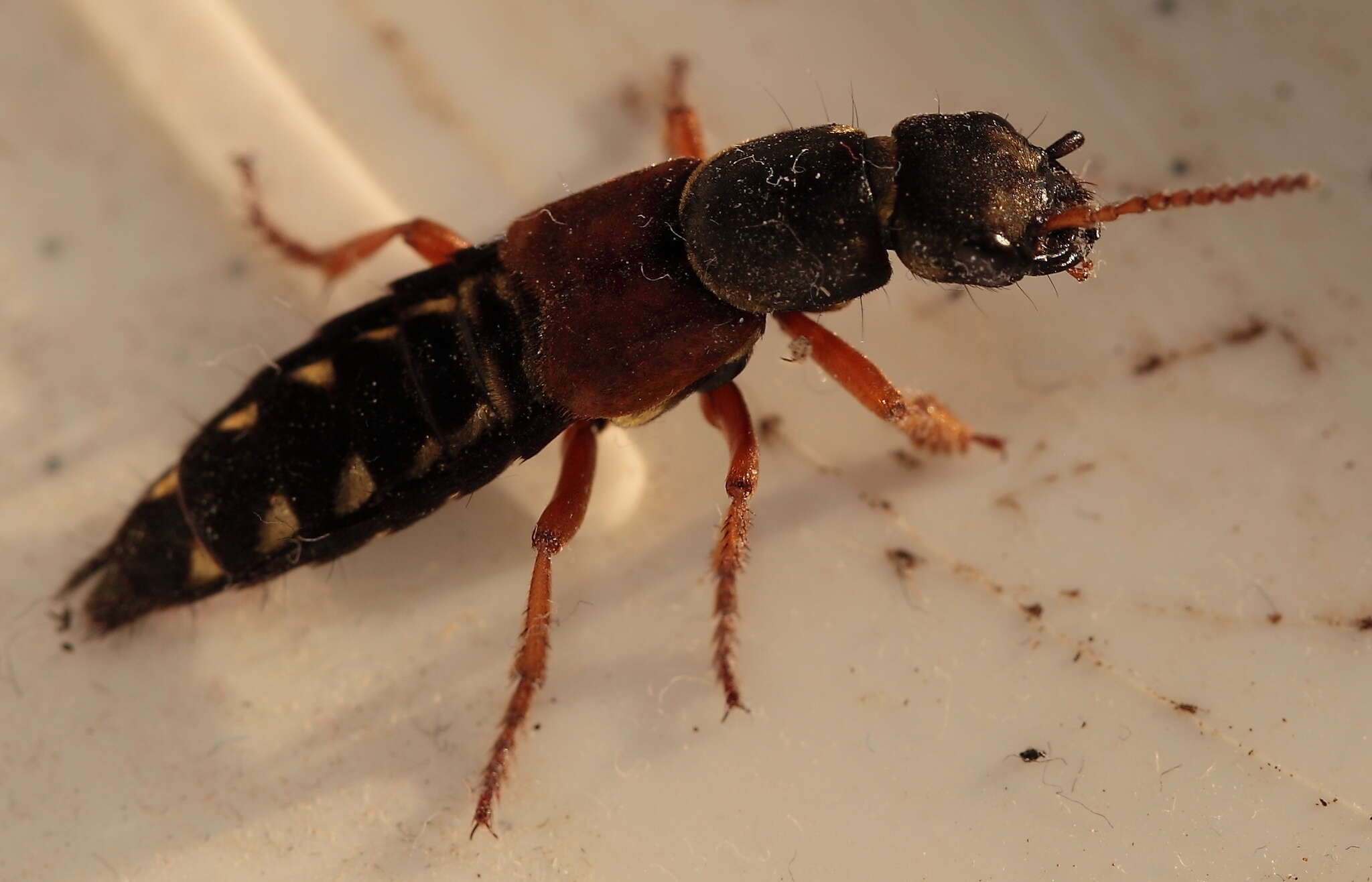 Image of Imperial rove beetle