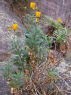Image of Chrysanth Rain Daisy