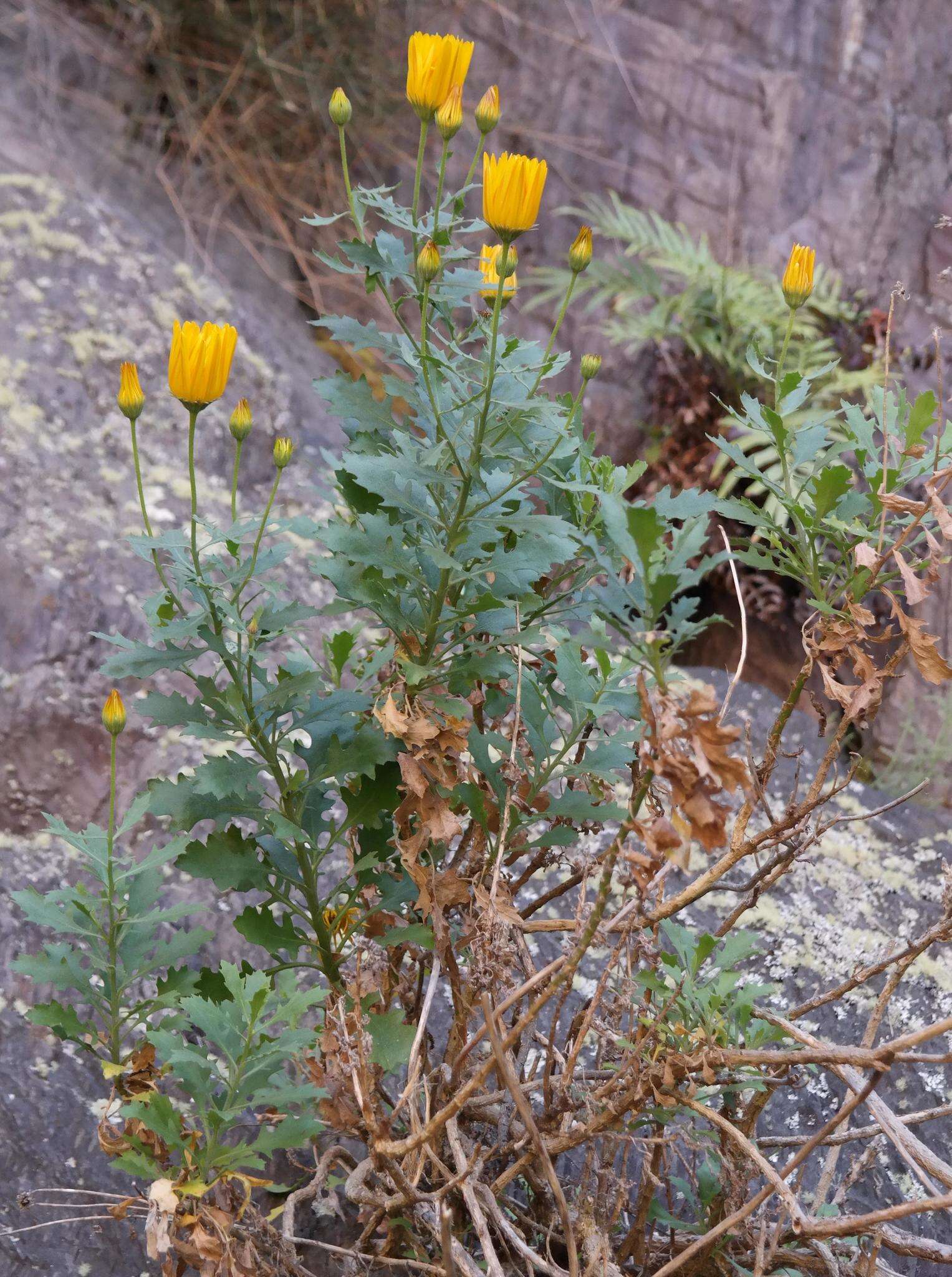 Image of Chrysanth Rain Daisy