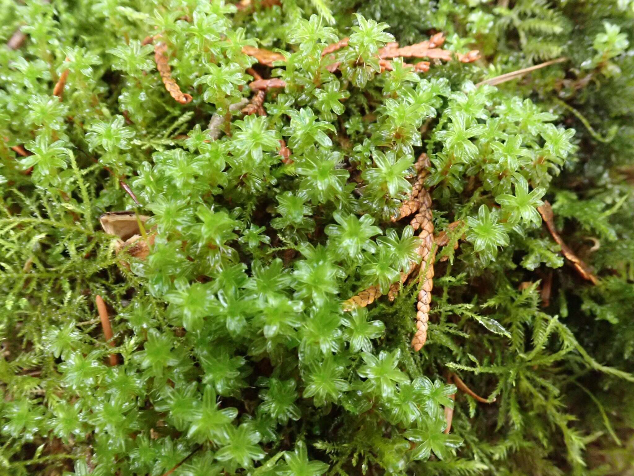 Image of great hairy screw-moss