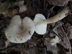 Image of Lactarius cinereus Peck 1872