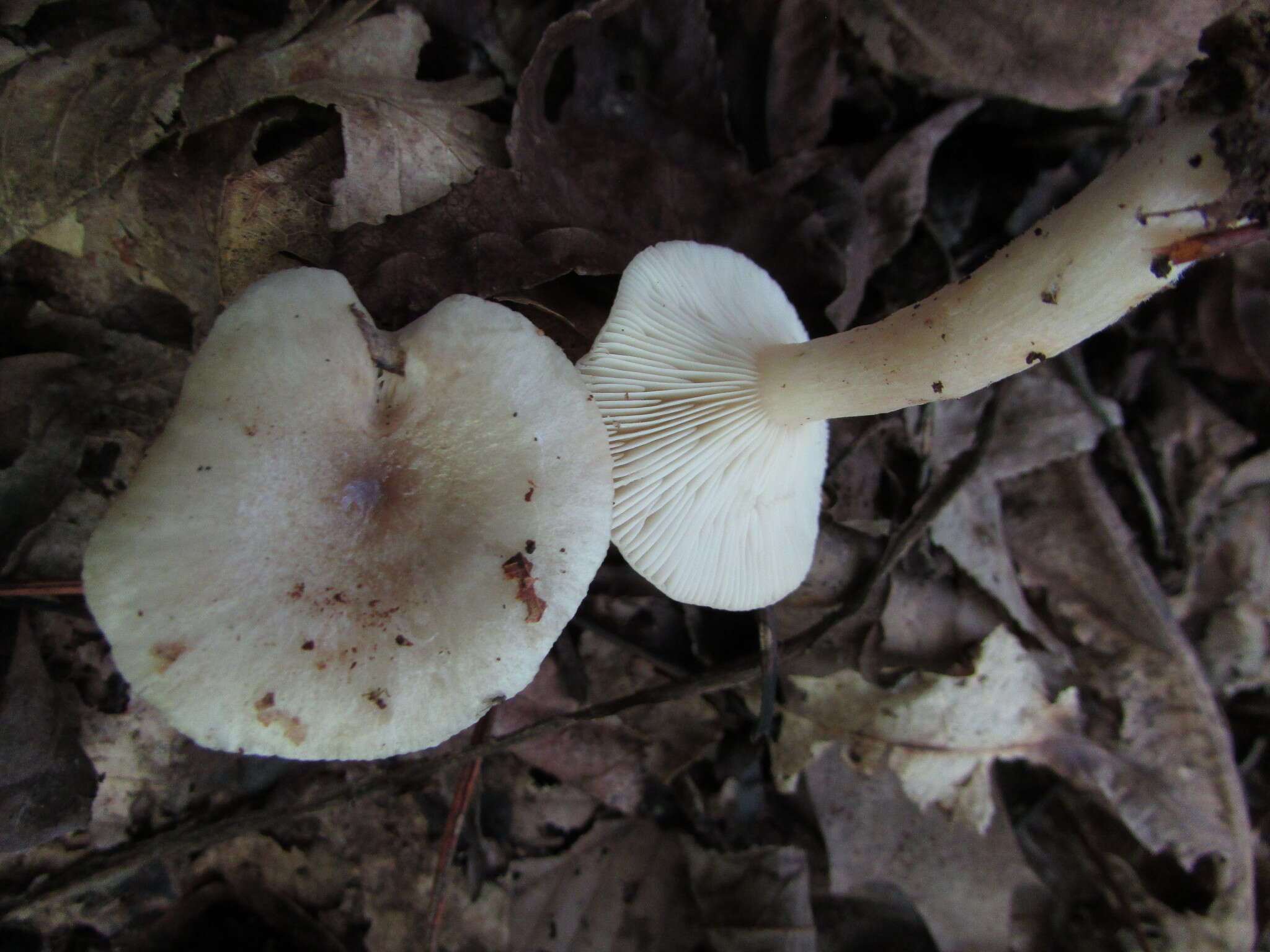 Imagem de Lactarius cinereus Peck 1872