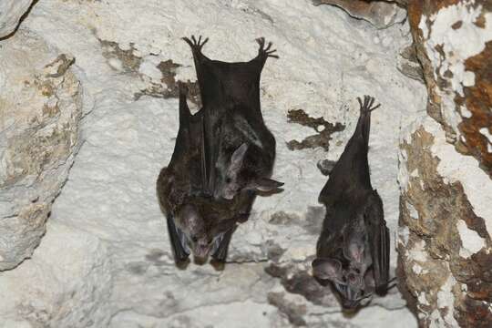 Image of big-eared woolly bat