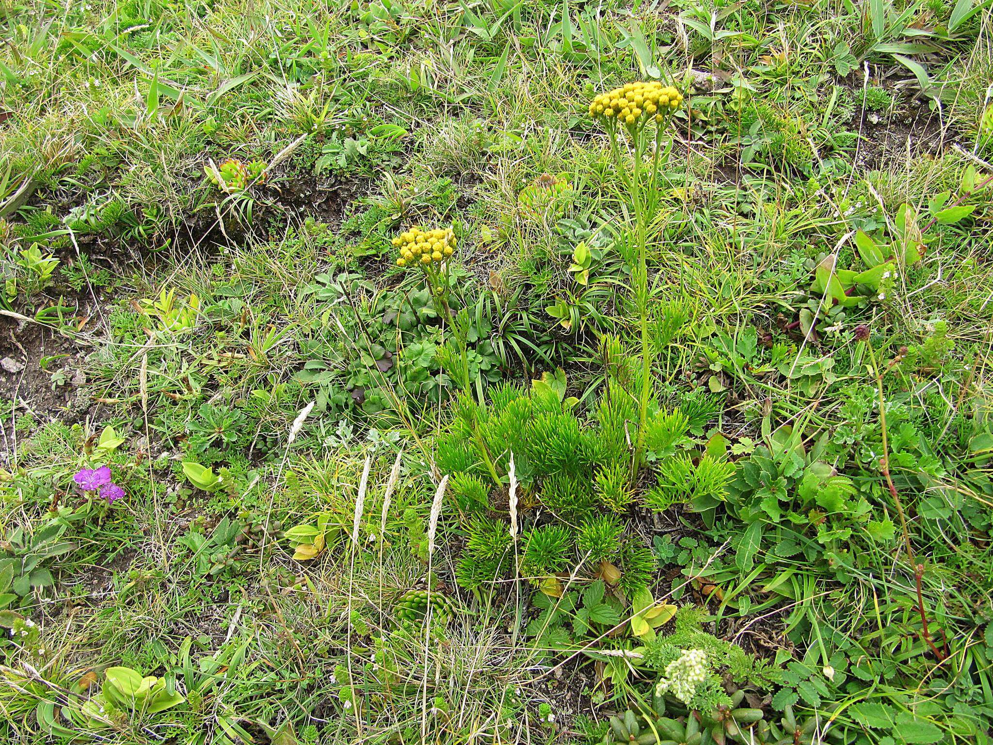 Image of Filifolium sibiricum (L.) Kitam.