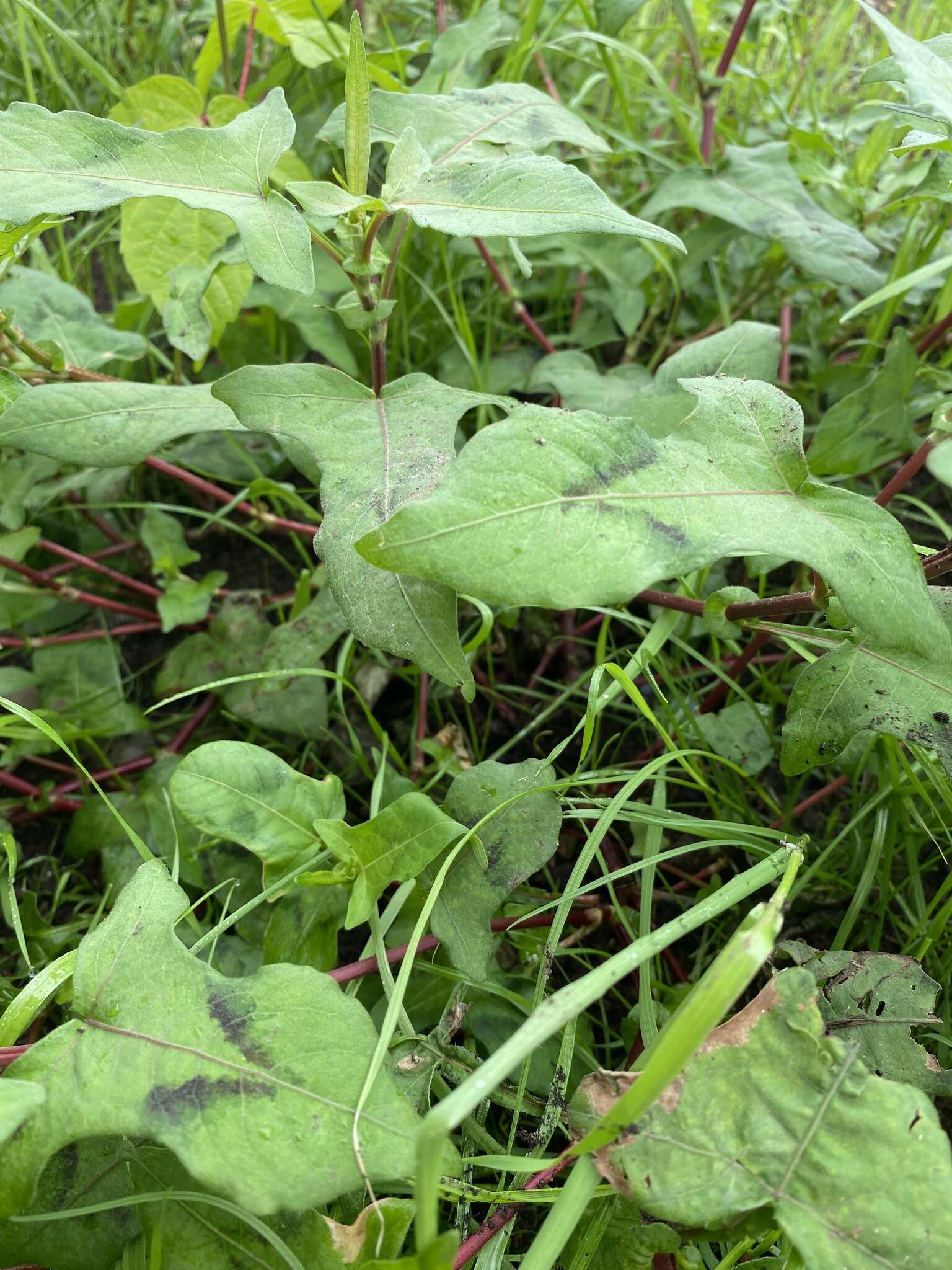 Sivun Persicaria thunbergii (Sieb. & Zucc.) H. Gross kuva