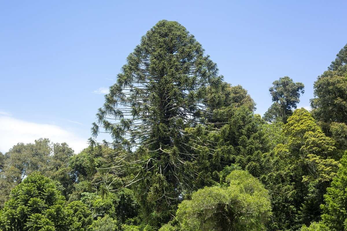 Image de Araucaria bidwillii Hook.