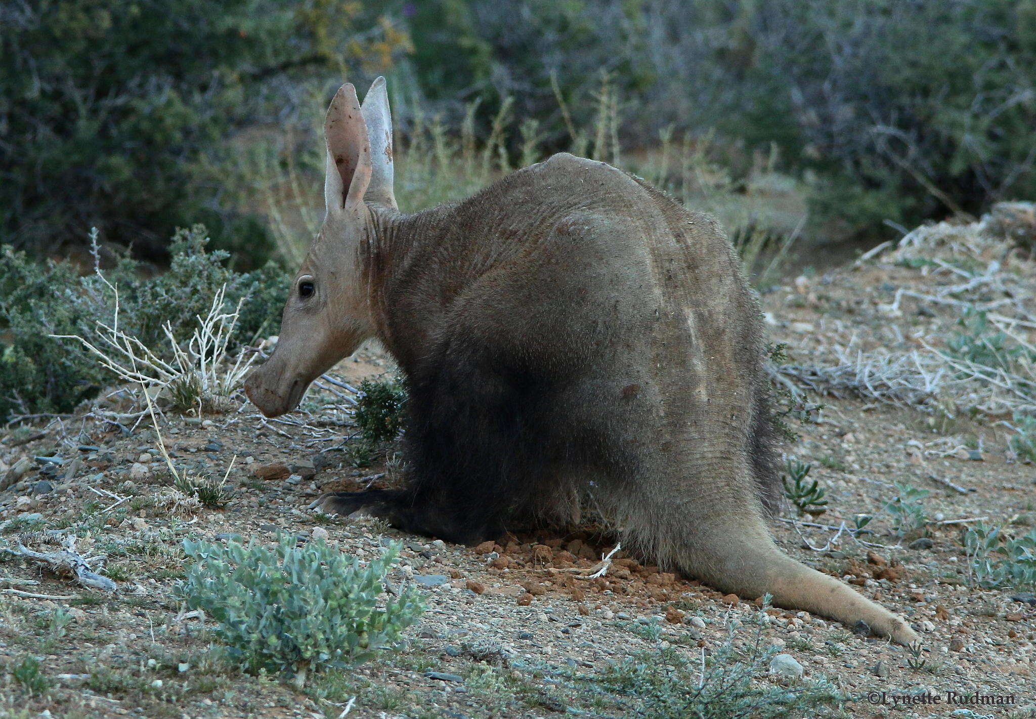 صورة Orycteropus afer afer (Pallas 1766)