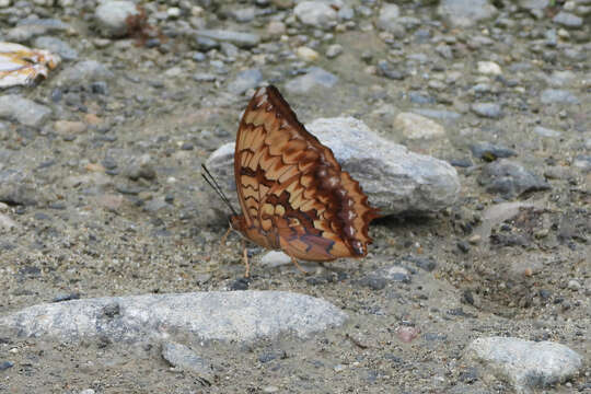 Image de Charaxes kahruba