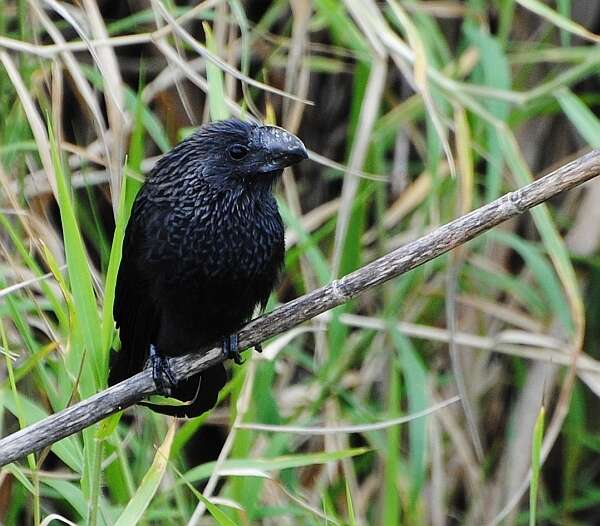 Plancia ëd Crotophaga Linnaeus 1758