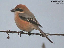 Image of Bull-headed Shrike