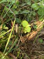 Image of Proctacanthus gracilis Bromley 1928