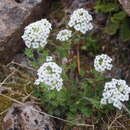 Image of Smelowskia bifurcata (Ledeb.) Botsch.