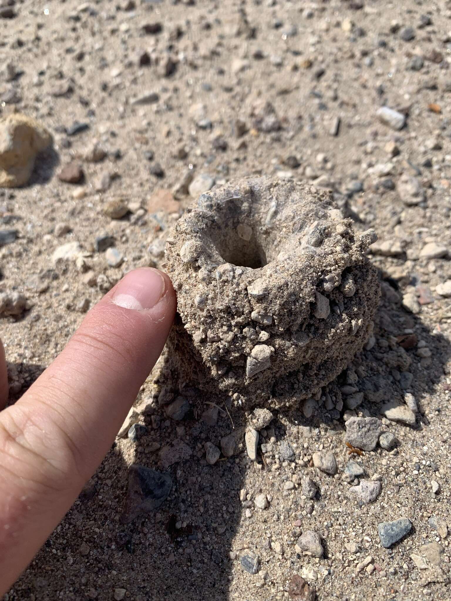 Image of Aphonopelma atomicum Hamilton 2016