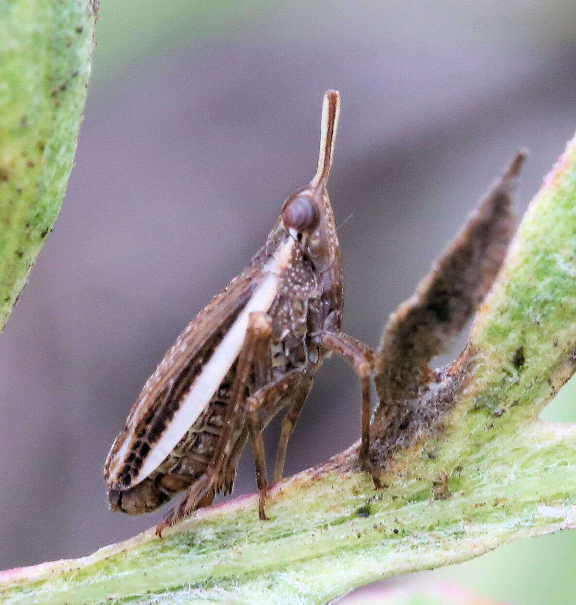 Image of Scolops angustatus Uhler 1876