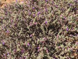 Image de Eremophila rotundifolia F. Muell.