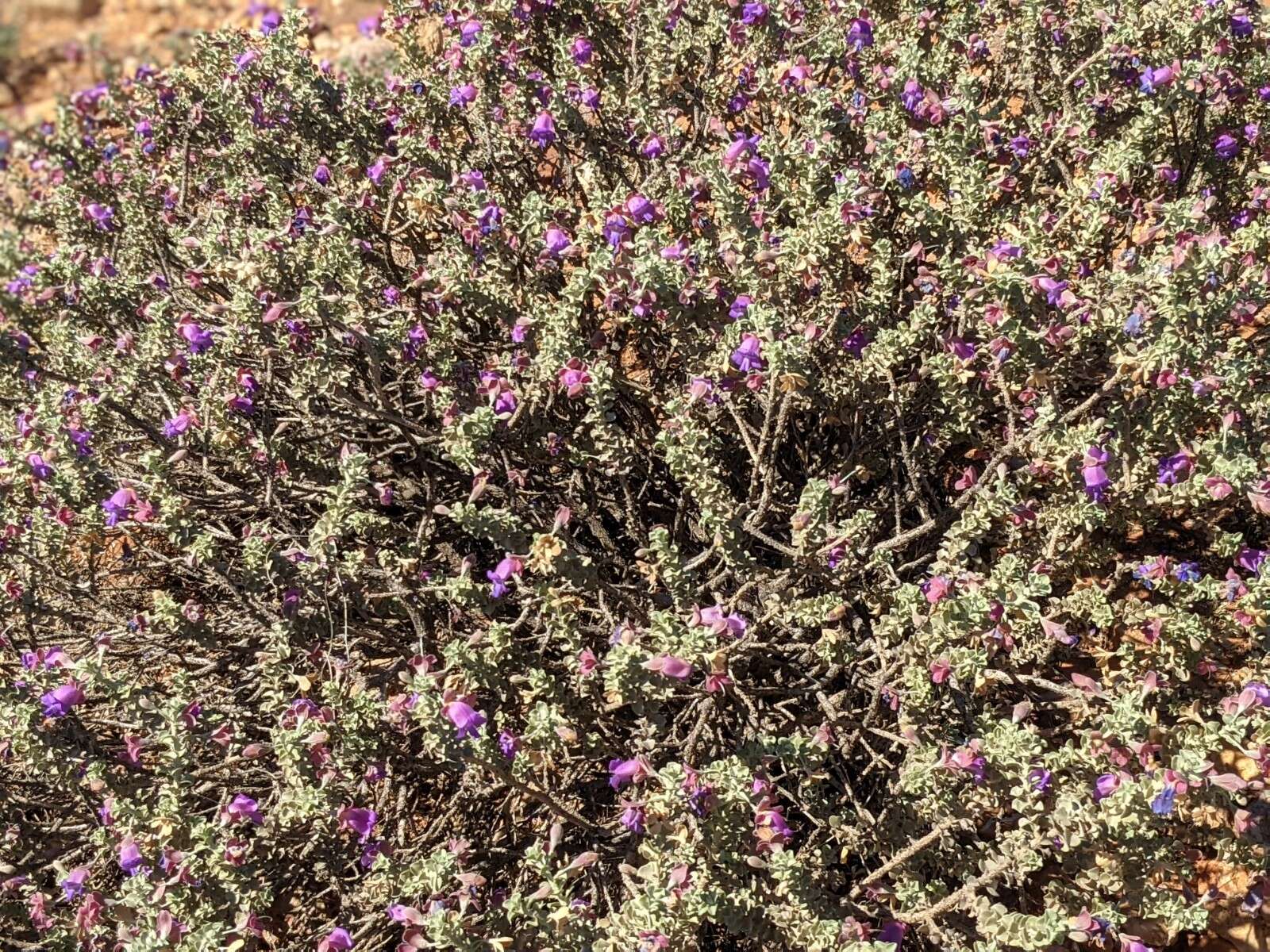 Imagem de Eremophila rotundifolia F. Muell.