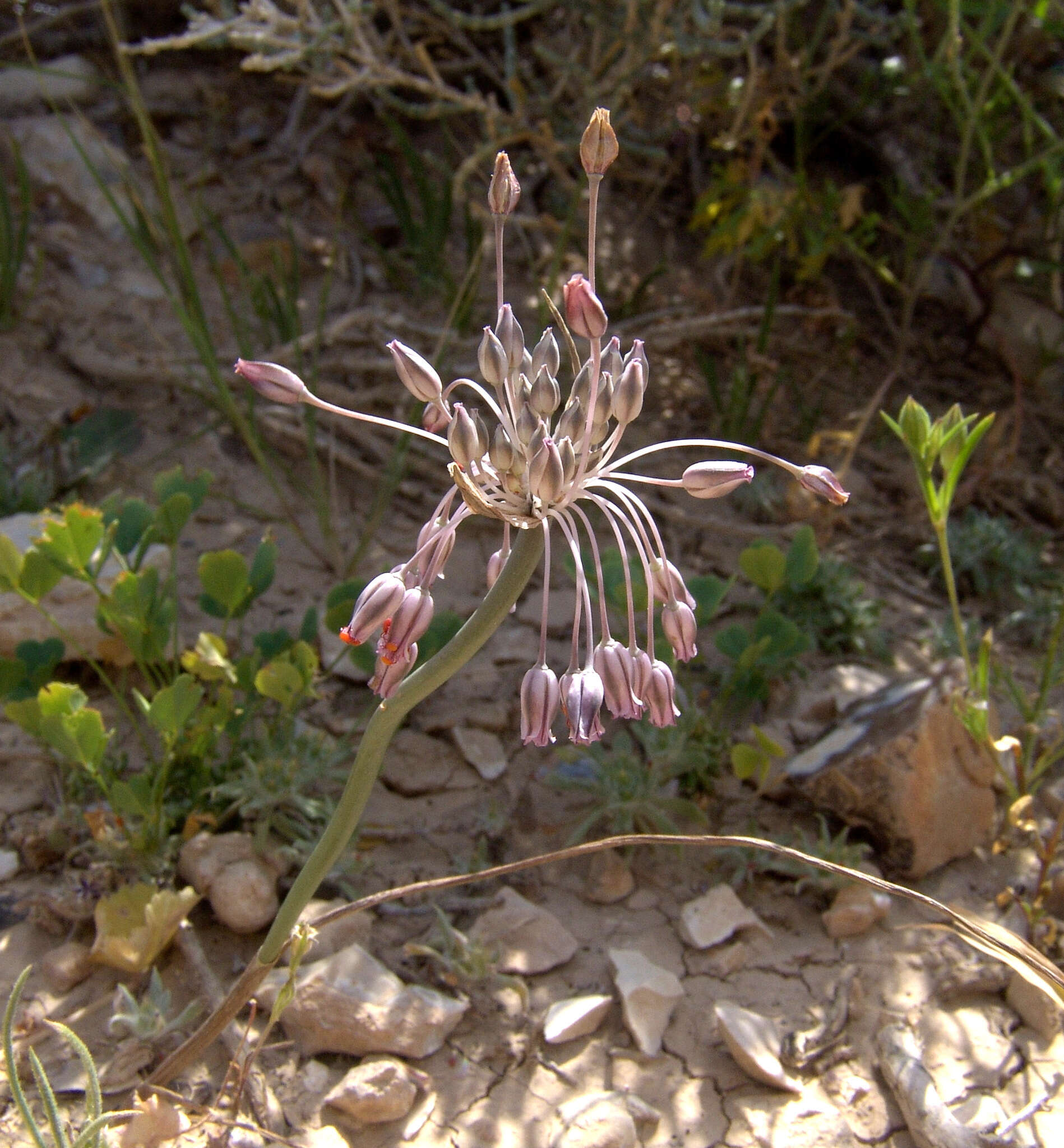 Image of Allium desertorum Forssk.