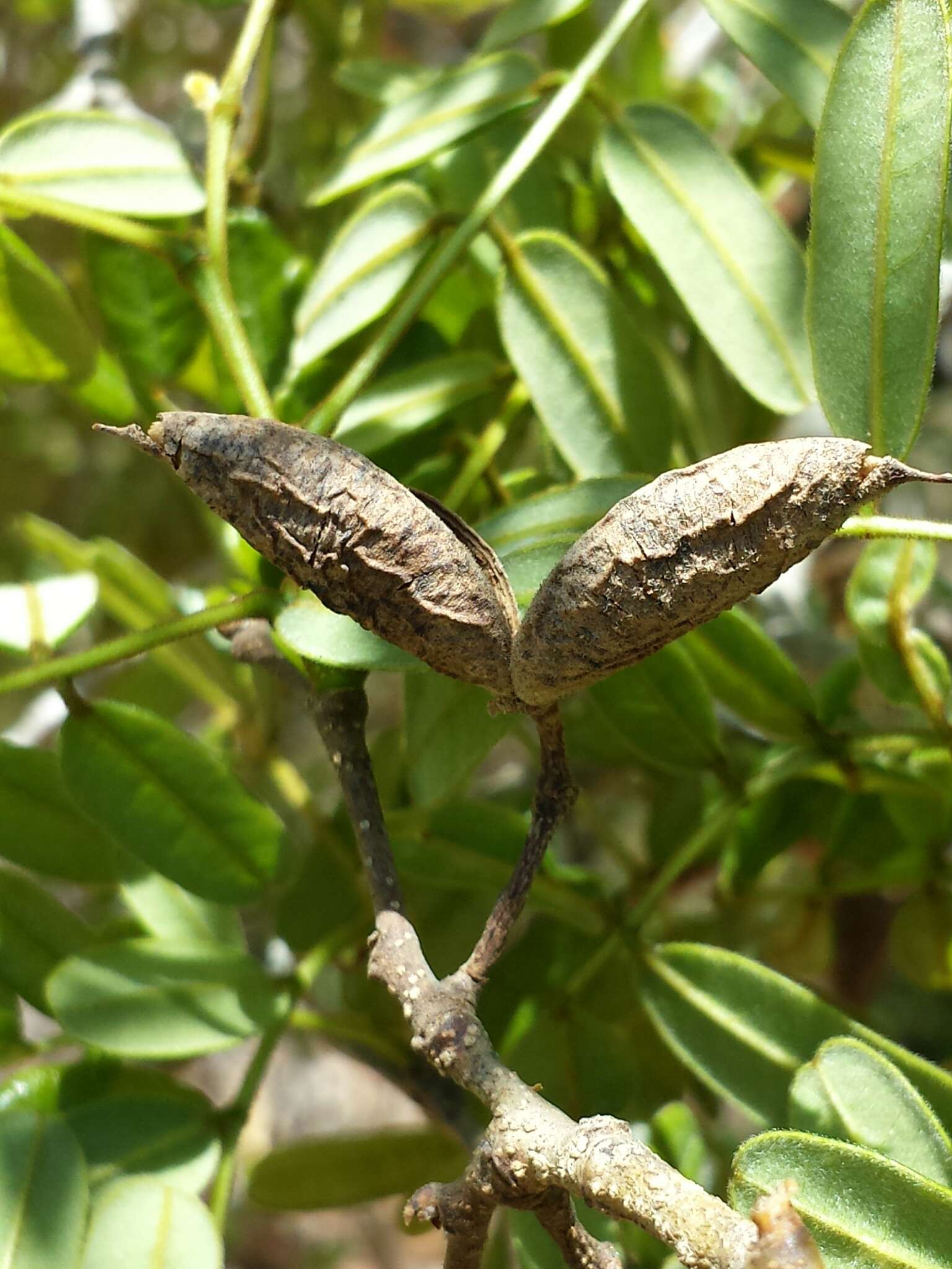 Image of Pongamiopsis pervilleana (Baill.) R. Vig.