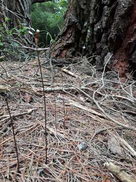 Image of Gastrodia minor Petrie